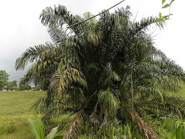 Raphia taedigera Palmpedia Palm Grower's Guide