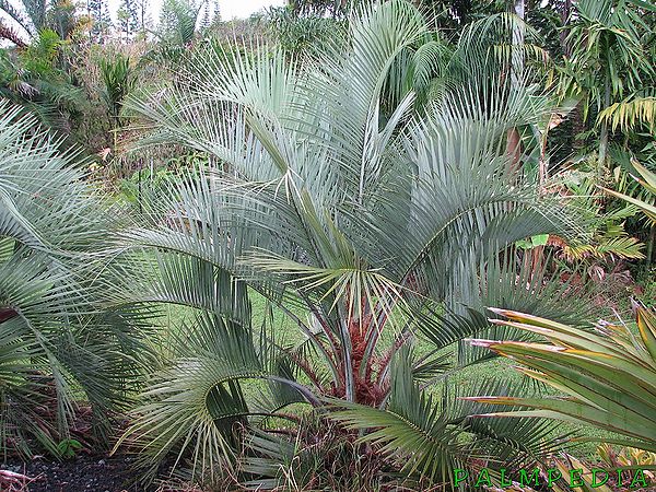 Butia eriospatha Alchetron, The Free Social Encyclopedia