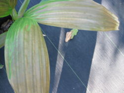 Control P. elegans