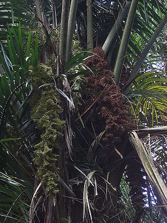 Raphia taedigera Palmpedia Palm Grower's Guide