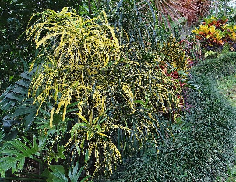 ANGUSTISSIMUM Palmpedia Palm Grower's Guide