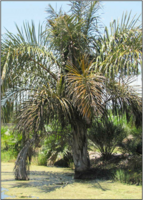 RaphiaFarinifera88.png