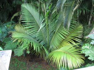 Kentiopsis oliviformis rooftop view