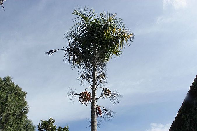 Gaussia maya Palmpedia Palm Grower's Guide