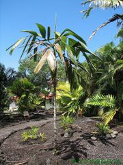 UH, Hilo, Full Sun