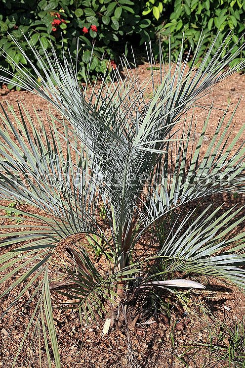 Butia lepidotispatha Palmpedia Palm Grower's Guide