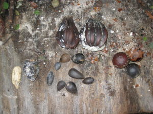 Palm seeds from the wrack