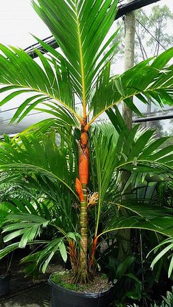 Areca-vestiaria-7.jpg