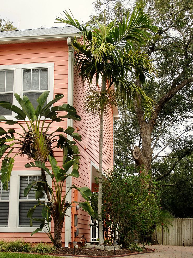 Ptychosperma elegans Palmpedia Palm Grower's Guide