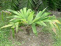 Colphothrinax cookii juv.JPG