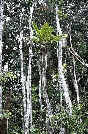 Laccospadix australasica Palmpedia Palm Grower's Guide