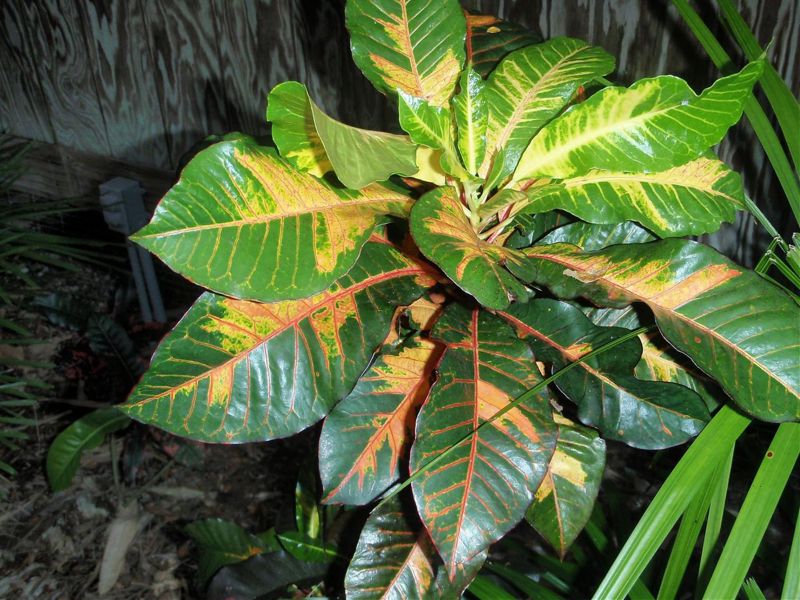 File:Pitcarin small leaf.jpg