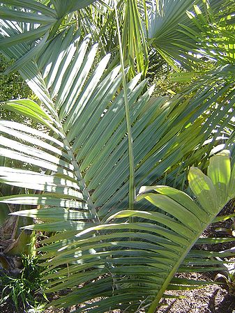 Kentiopsis oliviformis Palmpedia Palm Grower's Guide