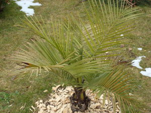Jubaea chilensis