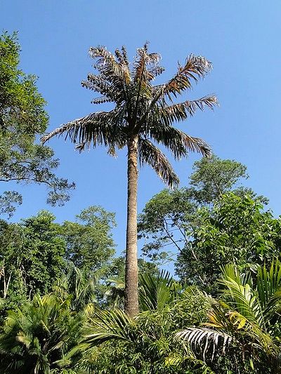 Metroxylon warburgii Palmpedia Palm Grower's Guide