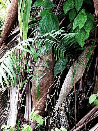 Manicaria saccifera Palmpedia Palm Grower's Guide