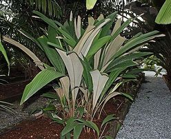 Salacca multiflora specimen2.jpg