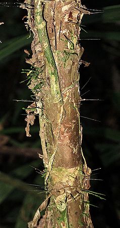 Bactris longiseta - Palmpedia - Palm Grower's Guide