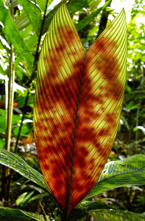 Geonoma epetiolata Palmpedia Palm Grower's Guide
