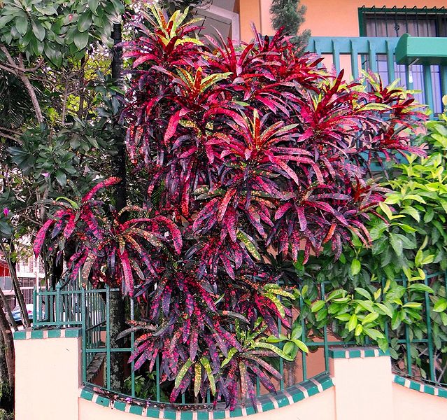 FRANKLIN ROOSEVELT - Palmpedia - Palm Grower&rsquo;s Guide