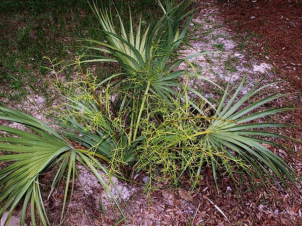 Sabal etonia Palmpedia Palm Grower's Guide