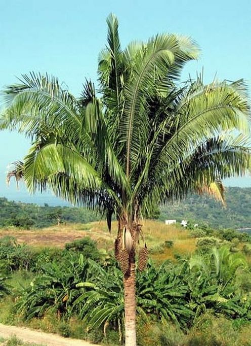 Attalea cohune Palmpedia Palm Grower's Guide