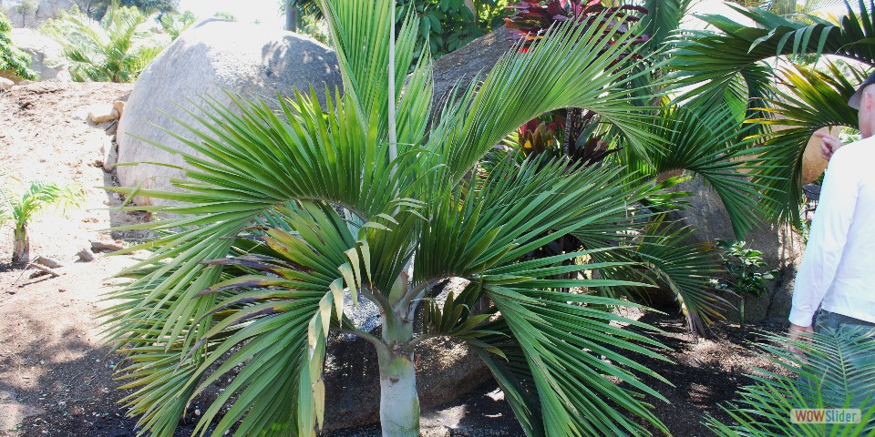 Hedyscepe cantaburyana