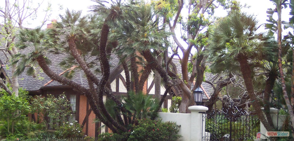 Huge Chamaerops