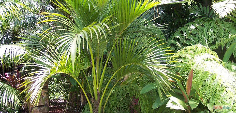 Howea belmoreana