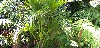 Howea belmoreana