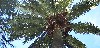 Jubaea chilensis