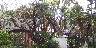 Chamaerops_huge_BH