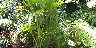 Howea_belmoreana_Ouer