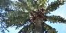 Jubaea_crown_bhs