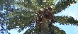 Jubaea_crown_bhs