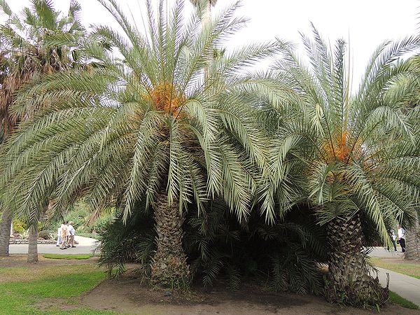 Phoenix theophrasti Palms For California