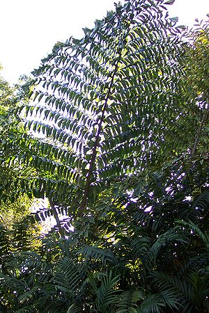 Caryota obtusa aka gigas leaf LA arb.jpg
