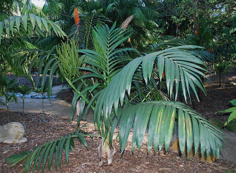 File:Chamaedorea benzei better.JPG