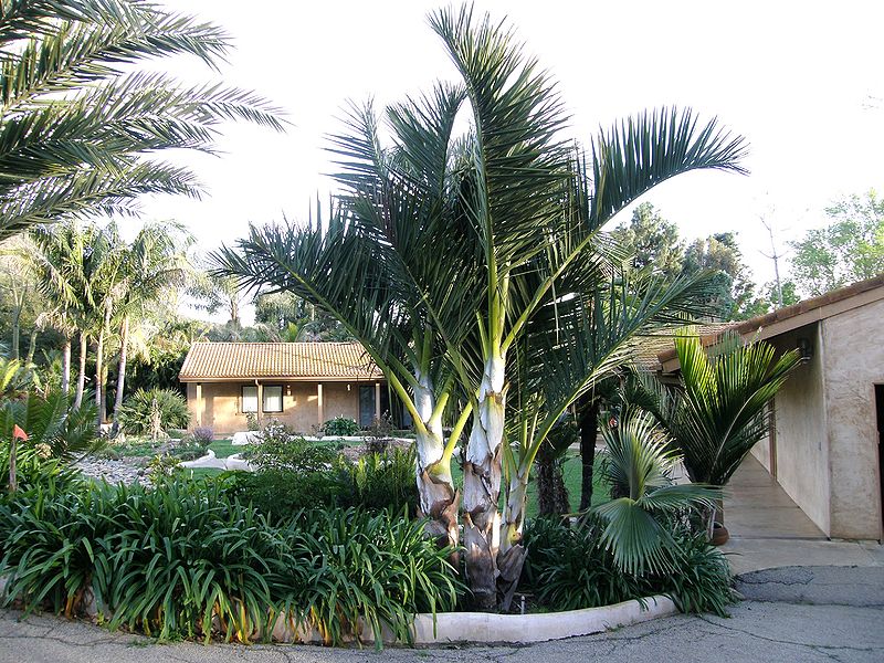 File:Dypsis decipiens darker LL.JPG