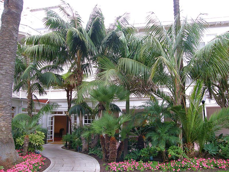 File:Howeas hdc.JPG