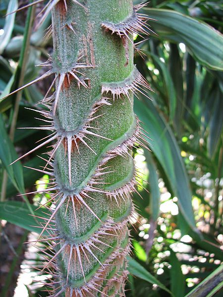 File:Plectocomia himalaya close up.jpg