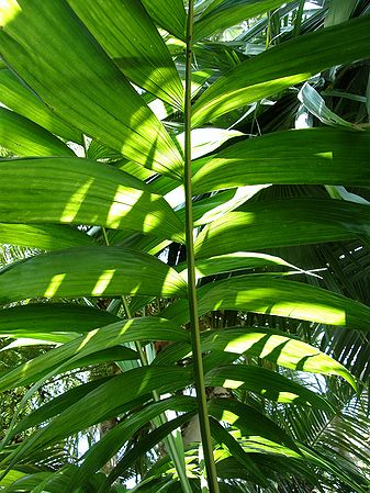 Chamaedorea tepijilote leaves.JPG