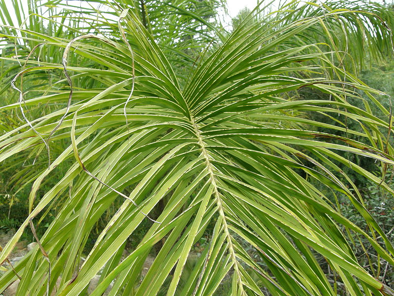File:Acrocomia mexicana leaf 2.JPG
