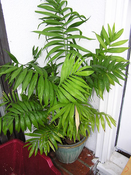 File:Chamaedorea elegans mine.jpg