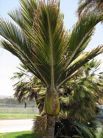 Rhopalostylis sapida - Palms For California