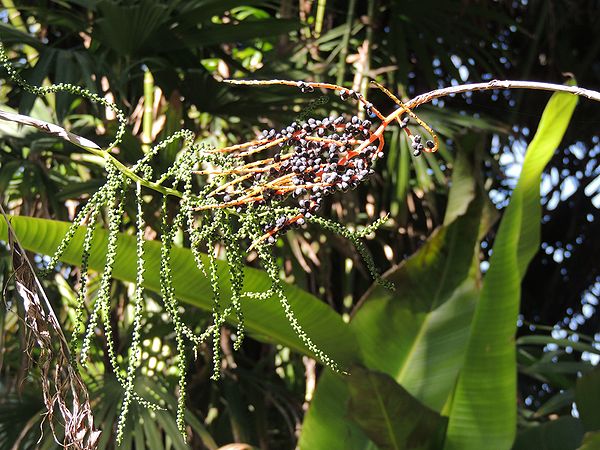 Chamaedorea sartorii Palms For California