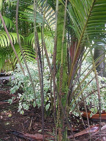 Laccospadix flowers.jpg