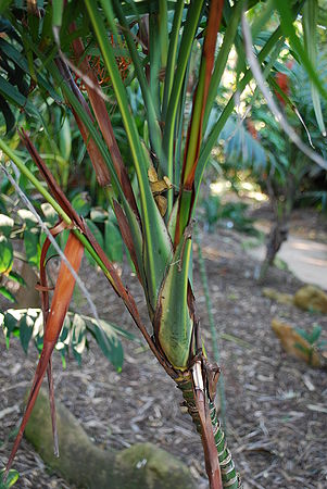Chamaedorea elegans leaf bases LL.JPG