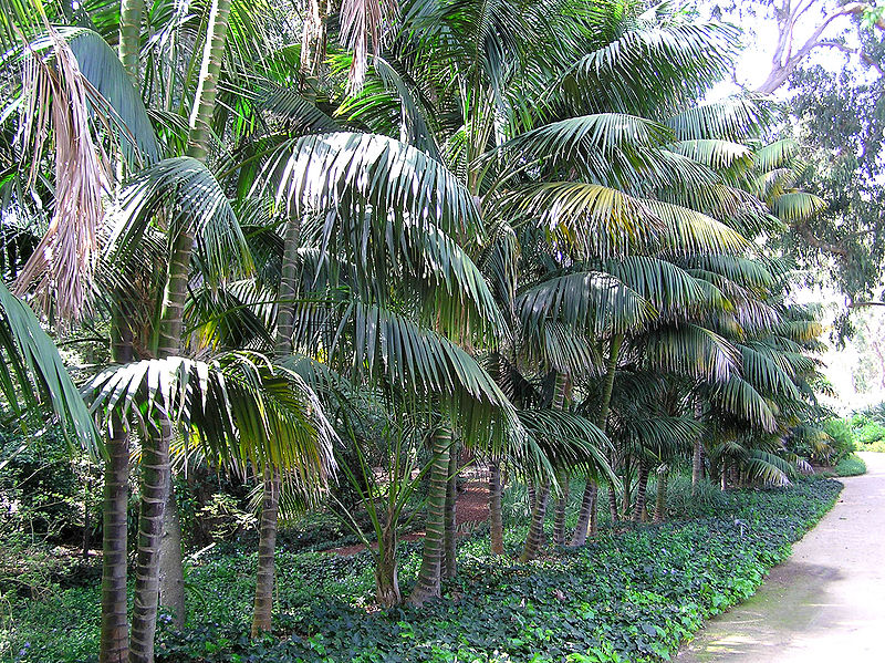 File:Howea row 3 LL.JPG