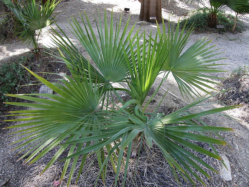 File:Brahea nitida seedling.JPG